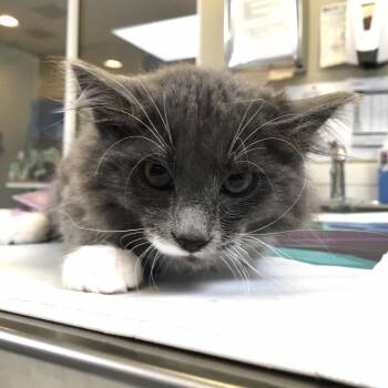 Warren Buffet -  Domestic Medium Hair Cat for Adoption in Ojai, California - Warren Buffet | PetCurious