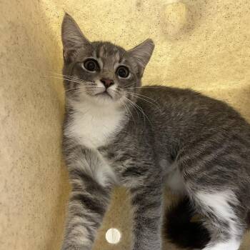 Enoki -  Domestic Short Hair Cat for Adoption in Lyndhurst, Virginia - Enoki | PetCurious