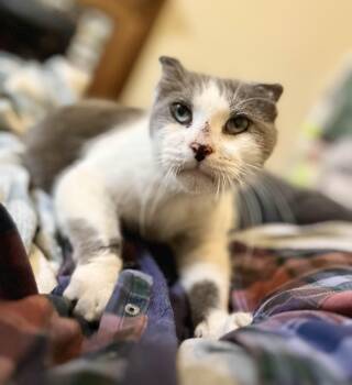 Rescue Domestic Short Hair Cats for Adoption in Richmond, Kentucky - Collie | PetCurious