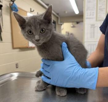 NIMBUS -  Domestic Short Hair Cat for Adoption in Hamilton Township, New Jersey - NIMBUS | PetCurious