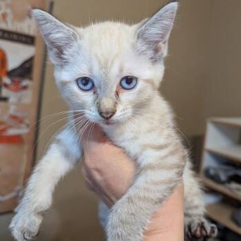 Calypso -  Siamese Cat for Adoption in Liverpool, Texas - Calypso | PetCurious