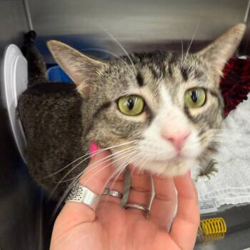 Mingo -  Domestic Short Hair Cat for Adoption in Buffalo, New York - Mingo | PetCurious