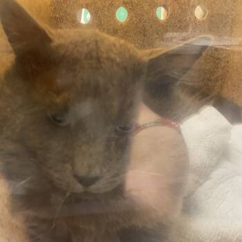 Rescue Domestic Medium Hair Cats for Adoption in Reno, Nevada - Kilo | PetCurious