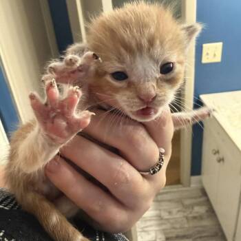 Solana -  Domestic Short Hair Cat Available for Adoption in Hinesville, Georgia - Solana | PetCurious