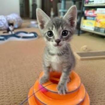 Domestic Short Hair Cats Available for Adoption in Cumming, Georgia - Pigeon | PetCurious