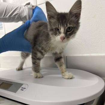 Captain Sparkles -  American Shorthair Cat for Adoption in St. Louis, Missouri - Captain Sparkles | PetCurious