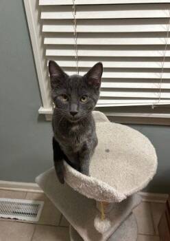 Doug -  Domestic Short Hair and Russian Blue Cat for Adoption in Nashville, Tennessee - Doug | PetCurious