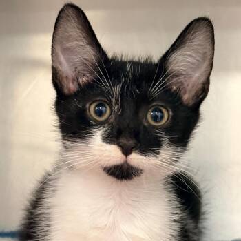 Ricky -  Domestic Short Hair Cat for Adoption in West Palm Beach, Florida - Ricky | PetCurious