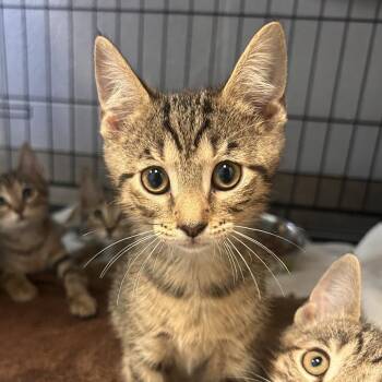 Leopard -  Domestic Short Hair Cat for Adoption in South Elgin, Illinois - Leopard | PetCurious