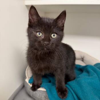 Plankton -  Domestic Short Hair Cat Available for Adoption in Stillwater, Oklahoma - Plankton | PetCurious