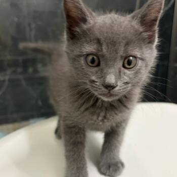 Domestic Short Hair Cats Available for Adoption in Spokane, Washington - Bon Bon | PetCurious