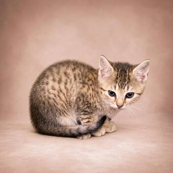 Jack-Jack -  Domestic Short Hair Cat for Adoption in Heber Springs, Arkansas - Jack-Jack | PetCurious