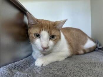Chevy -  Domestic Short Hair Cat for Adoption in Palm Coast, Florida - Chevy | PetCurious