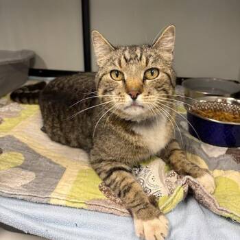 Domestic Short Hair Cats Available for Adoption in Kingman, Kansas - Anastasia | PetCurious