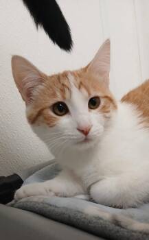 Miracle -  Tabby and Domestic Short Hair Cat for Adoption in Bay City, Michigan - Miracle | PetCurious