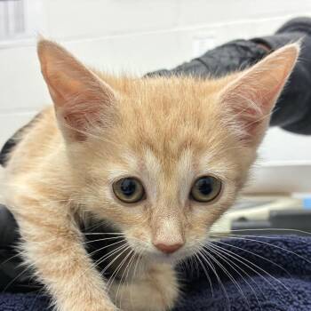 Tati -  Domestic Short Hair Cat for Adoption in Corpus Christi, Texas - Tati | PetCurious
