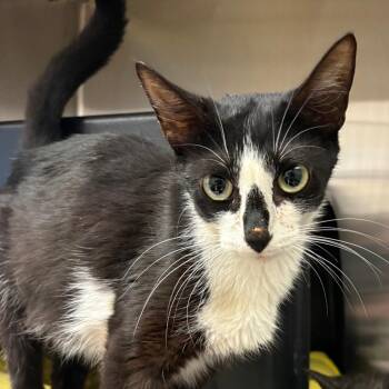 Cynthia - 070201U -  Domestic Short Hair Cat for Adoption in Tupelo, Mississippi - Cynthia - 070201U | PetCurious