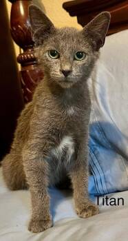 Titan (2457) -  Domestic Short Hair Cat for Adoption in Zephyrhills, Florida - Titan (2457) | PetCurious