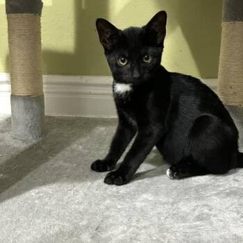 Boone -  Domestic Short Hair Cat for Adoption in East Brunswick, New Jersey - Boone | PetCurious