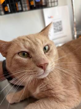 Justin Bieber -  Domestic Short Hair Cat for Adoption in Cumming, Georgia - Justin Bieber | PetCurious