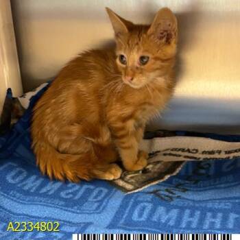 TOMMY -  Domestic Short Hair Cat for Adoption in West Palm Beach, Florida - TOMMY | PetCurious