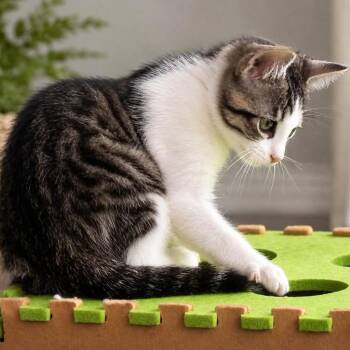 Pencil -  Domestic Short Hair Cat for Adoption in Harrisonburg, Virginia - Pencil | PetCurious