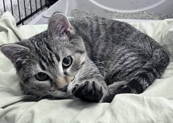 Sylvester -  Domestic Short Hair Cat for Adoption in Youngstown, Ohio - Sylvester | PetCurious