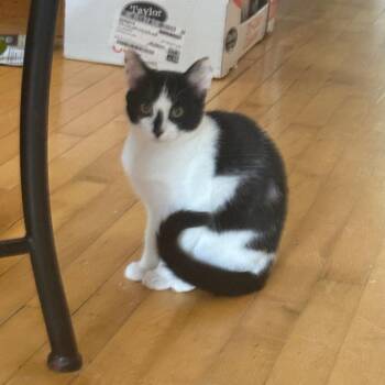 Theodosia -  Domestic Short Hair Cat for Adoption in Minneapolis, Minnesota - Theodosia | PetCurious