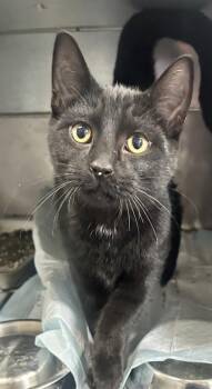 LittleDemon -  Domestic Short Hair Cat for Adoption in Simcoe, Ontario - LittleDemon | PetCurious