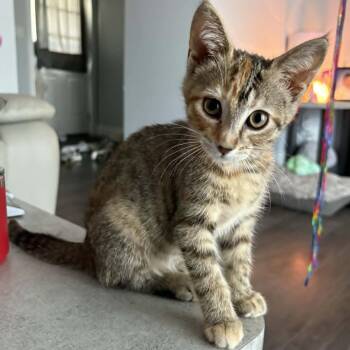 Poppy - Fun Loving -  Torbie Cat for Adoption in Hamilton, Ontario - Poppy - Fun Loving | PetCurious