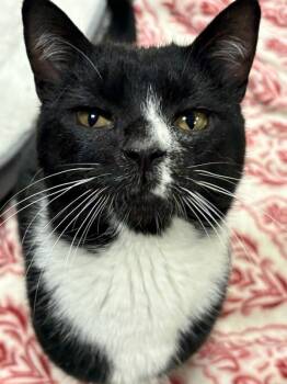 Domestic Short Hair Cats Available for Adoption in Sudbury, Massachusetts - Leo | PetCurious