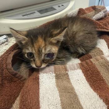 Magoo -  Domestic Short Hair Cat for Adoption in Rifle, Colorado - Magoo | PetCurious