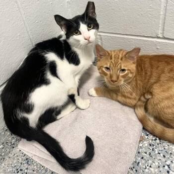 Matt -  Domestic Short Hair Cat for Adoption in Dayton, Ohio - Matt | PetCurious