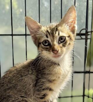 The Little Tramp -  Domestic Short Hair and Tabby Cat for Adoption in Homestead, Florida - The Little Tramp | PetCurious