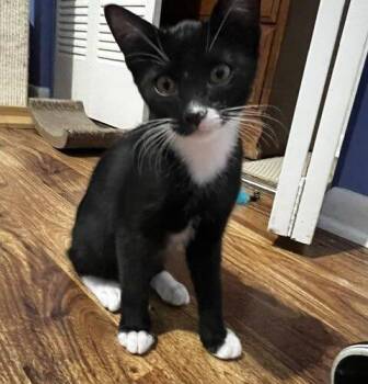 Louie -  Domestic Short Hair Cat for Adoption in Tampa, Florida - Louie | PetCurious