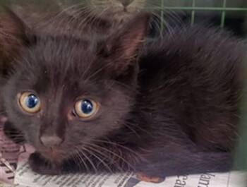 Domestic Short Hair Cats Available for Adoption in Fort Lauderdale, Florida - CHARLETTE | PetCurious