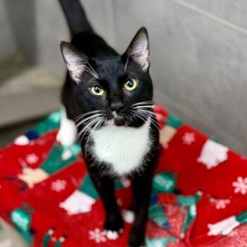 Zulu -  Domestic Short Hair Cat for Adoption in Atlanta, Georgia - Zulu | PetCurious