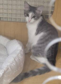 Rescue Domestic Short Hair Cats for Adoption in Dallas, Texas - Gloria Vanderbilt 2211 | PetCurious