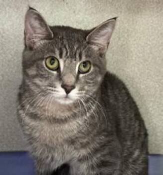 Finn -  Domestic Short Hair and Tabby Cat for Adoption in Sharpsville, Pennsylvania - Finn | PetCurious