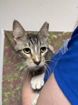 Domestic Short Hair Cats Available for Adoption in San Antonio, Texas - Owl | PetCurious
