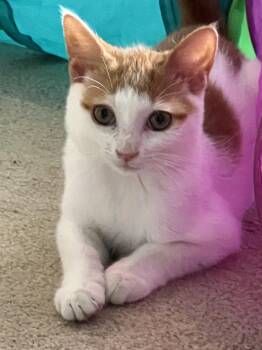 Tito (FCID# 07/20/2026-554 Brookhaven PS event) KC -  Domestic Short Hair and Tabby Cat for Adoption in Greenville, Delaware - Tito (FCID# 07/20/2026-554 Brookhaven PS Event) KC | PetCurious