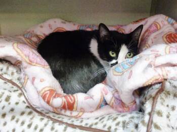 BAY -  Domestic Short Hair Cat for Adoption in Delhi, New York - BAY | PetCurious