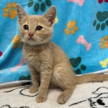 Montana -  Domestic Short Hair Cat for Adoption in Long Beach, California - Montana | PetCurious