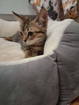 Chaupo -  Tabby Cat for Adoption in Parlier, California - Chaupo | PetCurious
