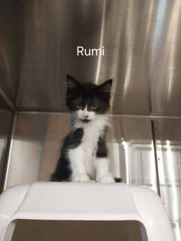 Rumi -  Domestic Medium Hair and Tuxedo Cat for Adoption in St. George, Utah - Rumi | PetCurious