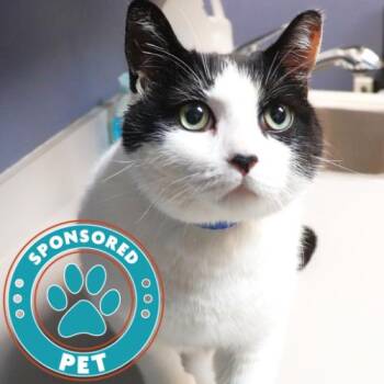 Domestic Short Hair and Extra Toes Cat Hemingway Polydactyl Cats Available for Adoption - Seven | PetCurious