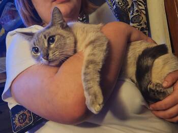 Siamese Cats Available for Adoption - Blu | PetCurious
