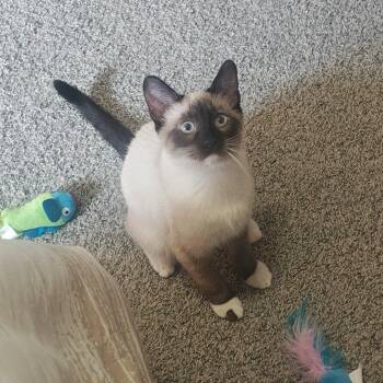 Katia Grim -  Domestic Short Hair Cat for Adoption in Seattle, Washington - Katia Grim | PetCurious