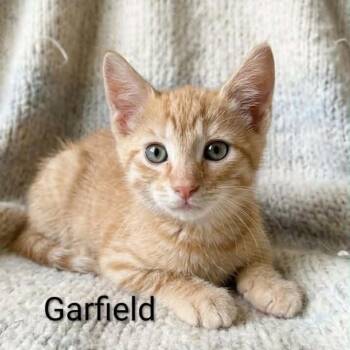 Garfield -  Tabby Cat for Adoption in Wyandotte, Michigan - Garfield | PetCurious