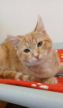 Rescue Tabby and Domestic Short Hair Cats for Adoption in Bay City, Michigan - Golden Boy | PetCurious